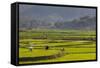 Vietnam, Thuan Chau, Rice Fields-Walter Bibikow-Framed Stretched Canvas