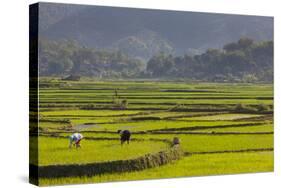 Vietnam, Thuan Chau, Rice Fields-Walter Bibikow-Stretched Canvas