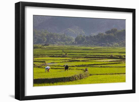 Vietnam, Thuan Chau, Rice Fields-Walter Bibikow-Framed Photographic Print