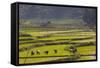 Vietnam, Thuan Chau, Rice Fields-Walter Bibikow-Framed Stretched Canvas