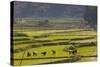 Vietnam, Thuan Chau, Rice Fields-Walter Bibikow-Stretched Canvas