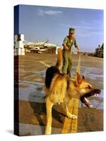 Vietnam War U.S.A.F. Guard Dog-Associated Press-Stretched Canvas