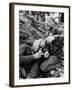 Vietnam War Wounded Medic-Henri Huet-Framed Photographic Print