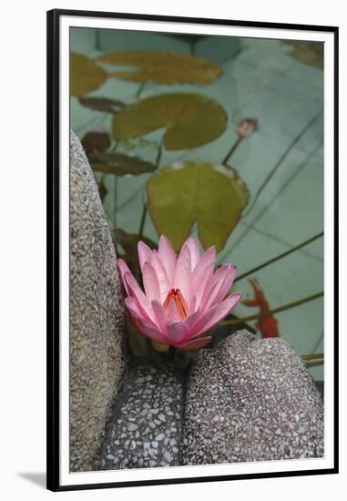 Vietnam. Water Lily in a Temple Pond, Phouc Kien Assembly Hall-Kevin Oke-Framed Premium Photographic Print