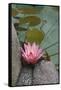 Vietnam. Water Lily in a Temple Pond, Phouc Kien Assembly Hall-Kevin Oke-Framed Stretched Canvas