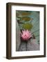 Vietnam. Water Lily in a Temple Pond, Phouc Kien Assembly Hall-Kevin Oke-Framed Photographic Print