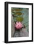 Vietnam. Water Lily in a Temple Pond, Phouc Kien Assembly Hall-Kevin Oke-Framed Photographic Print