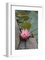 Vietnam. Water Lily in a Temple Pond, Phouc Kien Assembly Hall-Kevin Oke-Framed Photographic Print