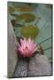 Vietnam. Water Lily in a Temple Pond, Phouc Kien Assembly Hall-Kevin Oke-Mounted Photographic Print