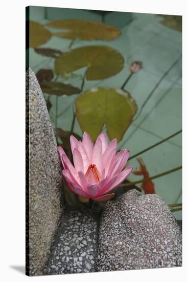 Vietnam. Water Lily in a Temple Pond, Phouc Kien Assembly Hall-Kevin Oke-Stretched Canvas