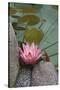 Vietnam. Water Lily in a Temple Pond, Phouc Kien Assembly Hall-Kevin Oke-Stretched Canvas