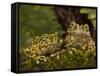 Vietnamese Mossy Frog, Central Pennsylvania, Usa-Joe McDonald-Framed Stretched Canvas