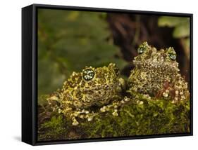 Vietnamese Mossy Frog, Central Pennsylvania, Usa-Joe McDonald-Framed Stretched Canvas