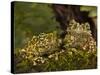 Vietnamese Mossy Frog, Central Pennsylvania, Usa-Joe McDonald-Stretched Canvas