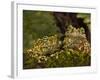 Vietnamese Mossy Frog, Central Pennsylvania, Usa-Joe McDonald-Framed Photographic Print