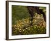 Vietnamese Mossy Frog, Central Pennsylvania, Usa-Joe McDonald-Framed Photographic Print