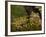 Vietnamese Mossy Frog, Central Pennsylvania, Usa-Joe McDonald-Framed Photographic Print