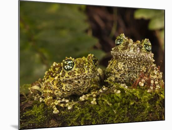 Vietnamese Mossy Frog, Central Pennsylvania, Usa-Joe McDonald-Mounted Photographic Print