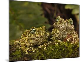 Vietnamese Mossy Frog, Central Pennsylvania, Usa-Joe McDonald-Mounted Photographic Print