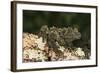 Vietnamese Mossy Frog (Theloderma Corticale), captive, Vietnam, Indochina, Southeast Asia, Asia-Janette Hill-Framed Photographic Print