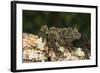 Vietnamese Mossy Frog (Theloderma Corticale), captive, Vietnam, Indochina, Southeast Asia, Asia-Janette Hill-Framed Photographic Print