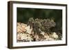 Vietnamese Mossy Frog (Theloderma Corticale), captive, Vietnam, Indochina, Southeast Asia, Asia-Janette Hill-Framed Photographic Print