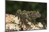 Vietnamese Mossy Frog (Theloderma Corticale), captive, Vietnam, Indochina, Southeast Asia, Asia-Janette Hill-Mounted Photographic Print
