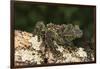 Vietnamese Mossy Frog (Theloderma Corticale), captive, Vietnam, Indochina, Southeast Asia, Asia-Janette Hill-Framed Photographic Print