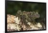 Vietnamese Mossy Frog (Theloderma Corticale), captive, Vietnam, Indochina, Southeast Asia, Asia-Janette Hill-Framed Photographic Print