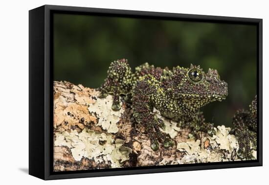 Vietnamese Mossy Frog (Theloderma Corticale), captive, Vietnam, Indochina, Southeast Asia, Asia-Janette Hill-Framed Stretched Canvas