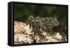 Vietnamese Mossy Frog (Theloderma Corticale), captive, Vietnam, Indochina, Southeast Asia, Asia-Janette Hill-Framed Stretched Canvas