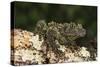 Vietnamese Mossy Frog (Theloderma Corticale), captive, Vietnam, Indochina, Southeast Asia, Asia-Janette Hill-Stretched Canvas