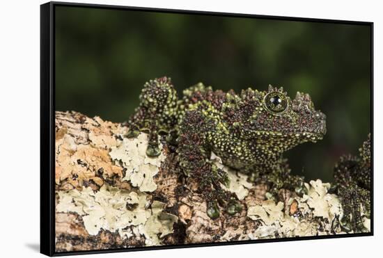 Vietnamese Mossy Frog (Theloderma Corticale), captive, Vietnam, Indochina, Southeast Asia, Asia-Janette Hill-Framed Stretched Canvas