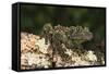 Vietnamese Mossy Frog (Theloderma Corticale), captive, Vietnam, Indochina, Southeast Asia, Asia-Janette Hill-Framed Stretched Canvas