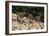 Vietnamese Mossy Frog (Theloderma Corticale), captive, Vietnam, Indochina, Southeast Asia, Asia-Janette Hill-Framed Photographic Print