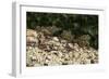 Vietnamese Mossy Frog (Theloderma Corticale), captive, Vietnam, Indochina, Southeast Asia, Asia-Janette Hill-Framed Photographic Print