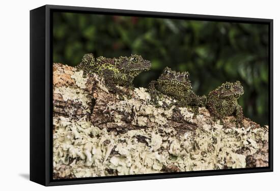 Vietnamese Mossy Frog (Theloderma Corticale), captive, Vietnam, Indochina, Southeast Asia, Asia-Janette Hill-Framed Stretched Canvas