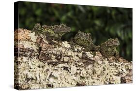 Vietnamese Mossy Frog (Theloderma Corticale), captive, Vietnam, Indochina, Southeast Asia, Asia-Janette Hill-Stretched Canvas