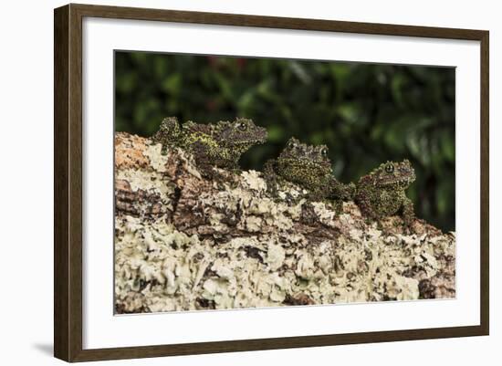 Vietnamese Mossy Frog (Theloderma Corticale), captive, Vietnam, Indochina, Southeast Asia, Asia-Janette Hill-Framed Photographic Print