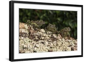 Vietnamese Mossy Frog (Theloderma Corticale), captive, Vietnam, Indochina, Southeast Asia, Asia-Janette Hill-Framed Photographic Print