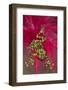 Vietnamese Mossy Tree frog-Adam Jones-Framed Photographic Print