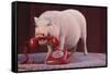 Vietnamese Pot-Bellied Pig Using Telephone-DLILLC-Framed Stretched Canvas