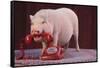 Vietnamese Pot-Bellied Pig Using Telephone-DLILLC-Framed Stretched Canvas