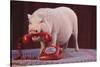 Vietnamese Pot-Bellied Pig Using Telephone-DLILLC-Stretched Canvas
