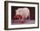 Vietnamese Pot-Bellied Pig Using Telephone-DLILLC-Framed Photographic Print