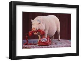 Vietnamese Pot-Bellied Pig Using Telephone-DLILLC-Framed Photographic Print