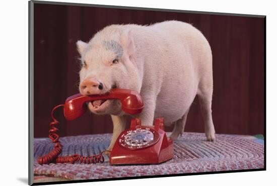 Vietnamese Pot-Bellied Pig Using Telephone-DLILLC-Mounted Photographic Print