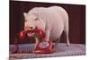 Vietnamese Pot-Bellied Pig Using Telephone-DLILLC-Mounted Photographic Print