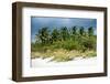 View a Forest of Palm Tree Trees along the Beach during a Tropical Storm - Miami - Florida-Philippe Hugonnard-Framed Photographic Print