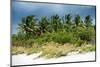 View a Forest of Palm Tree Trees along the Beach during a Tropical Storm - Miami - Florida-Philippe Hugonnard-Mounted Photographic Print